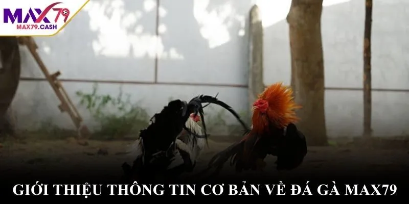 Giới thiệu thông tin cơ bản về đá gà max79