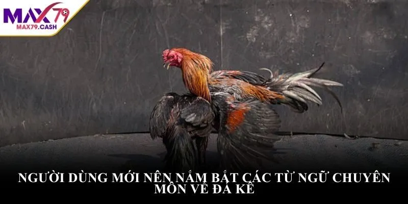 Người dùng mới nên nắm bắt các từ ngữ chuyên môn về đá kê