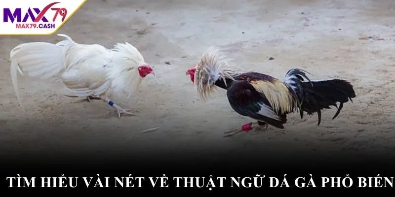 Tìm hiểu vài nét về thuật ngữ đá gà phổ biến